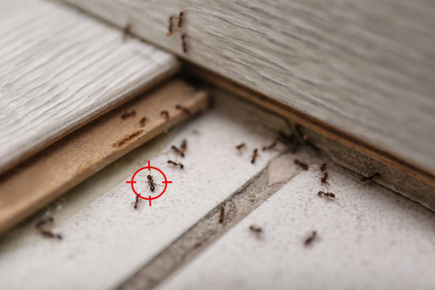 Best Pest Removal Services  in Tiger Point, FL