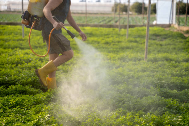 Best Pest Control Near Me  in Tiger Point, FL