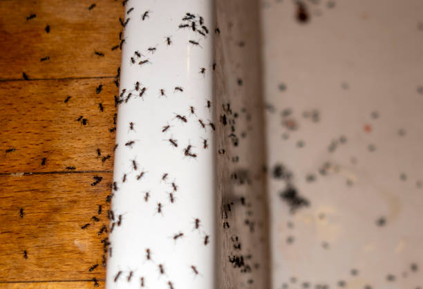 Best Commercial Pest Control Services  in Tiger Point, FL