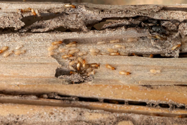 Best Wasp Removal Services  in Tiger Point, FL