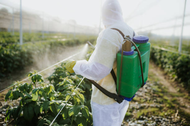 Trusted Tiger Point, FL Pest Control Experts